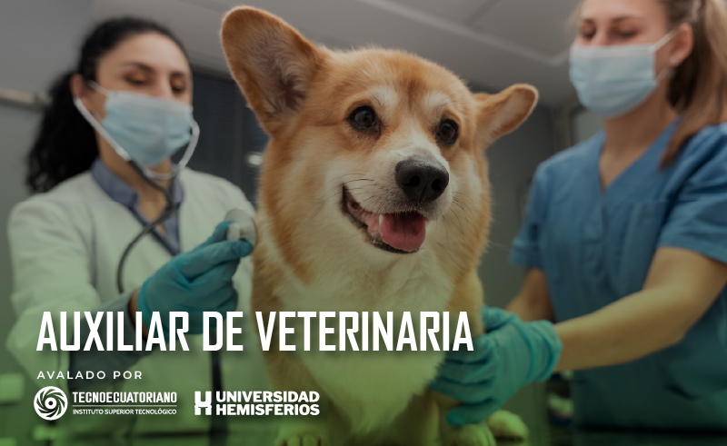Curso: Auxiliar de Veterinaria