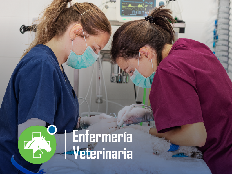 Enfermeria Veterinaria